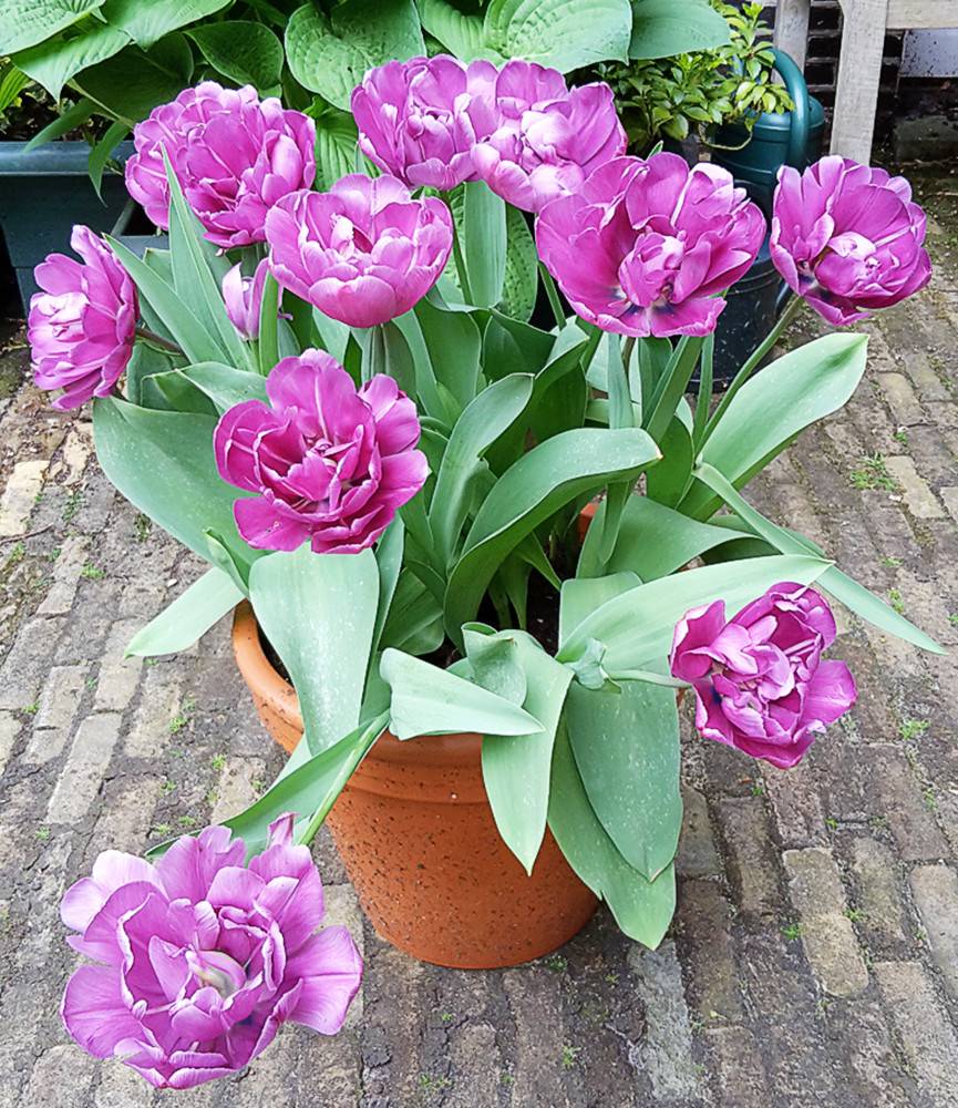 Tulip Blue Diamond