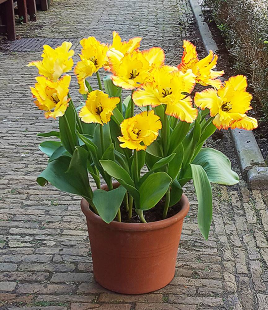 Tulip Caribbean Parrot