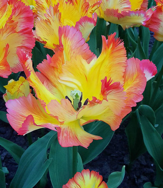 Tulip Caribbean Parrot