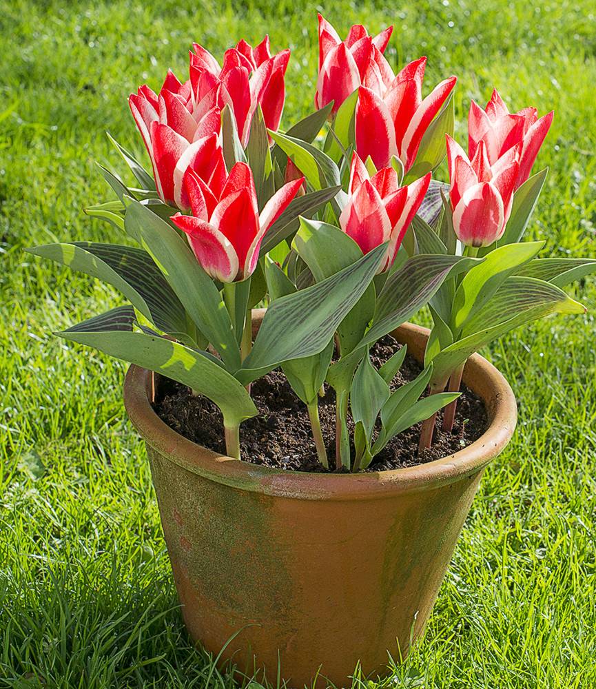 Tulip Czar Peter