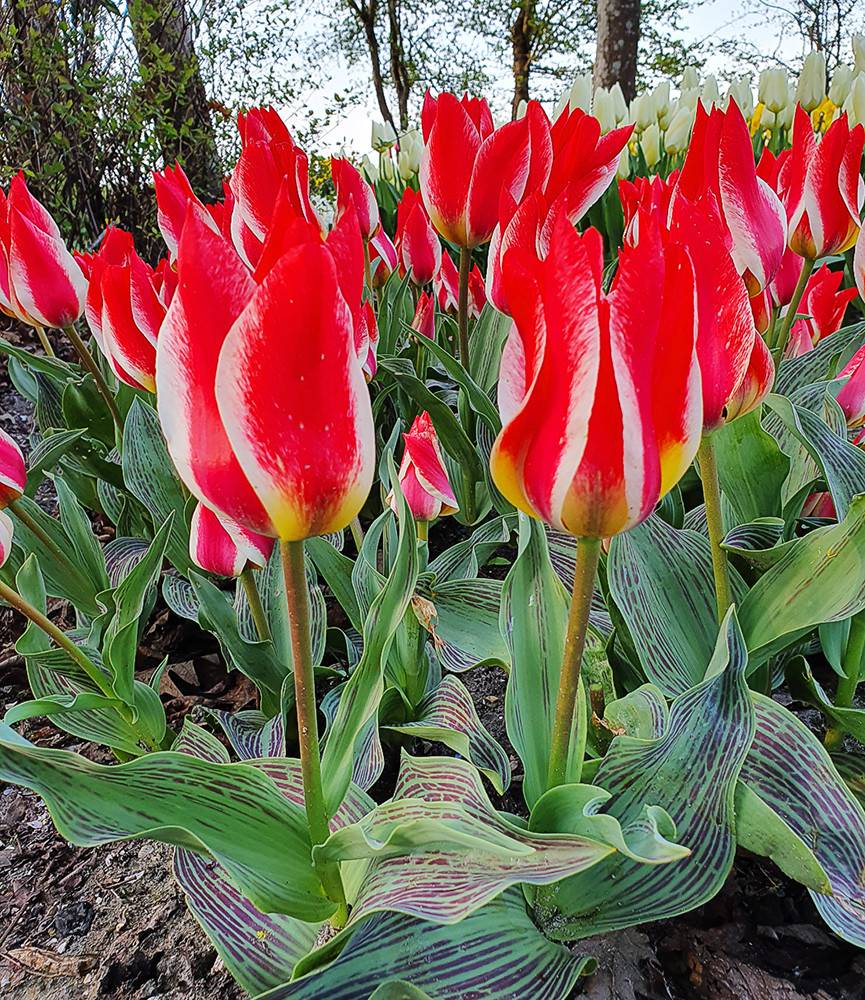 Tulip Czar Peter