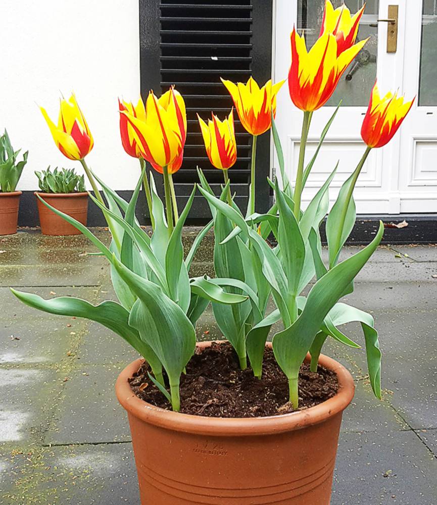 Tulip Fire Wings