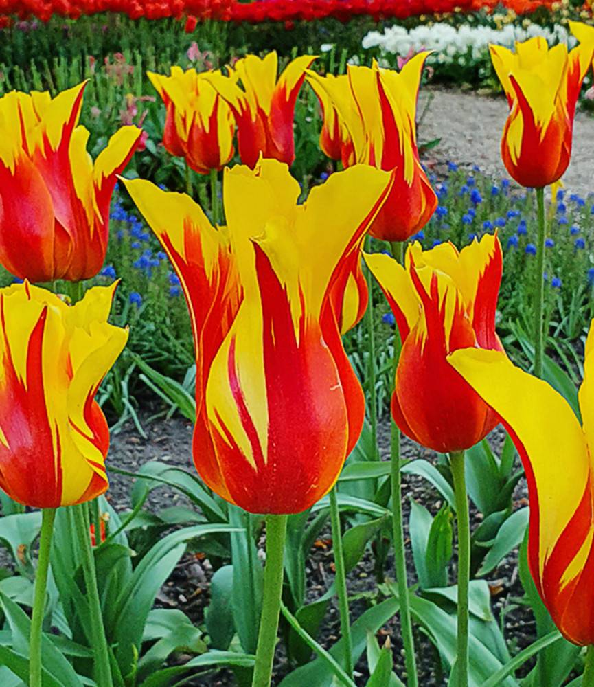 Tulip Fire Wings