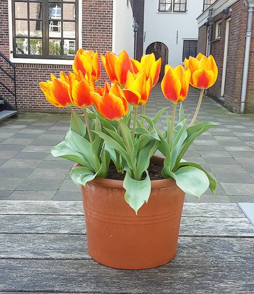 Tulip Flair