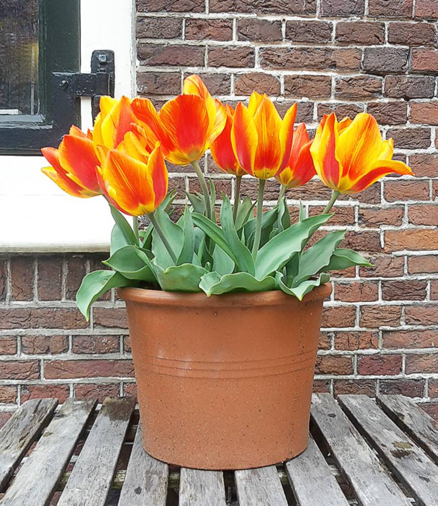 Tulip Flair