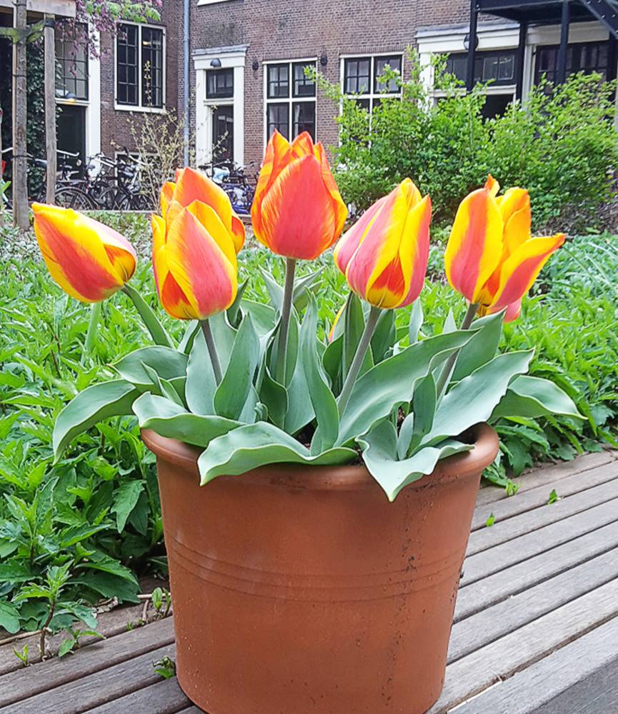 Tulip Flair