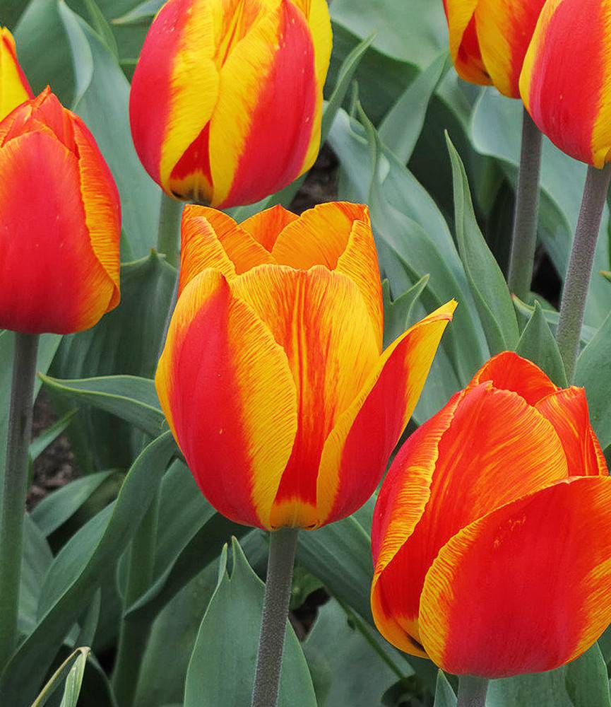 Tulip Flair