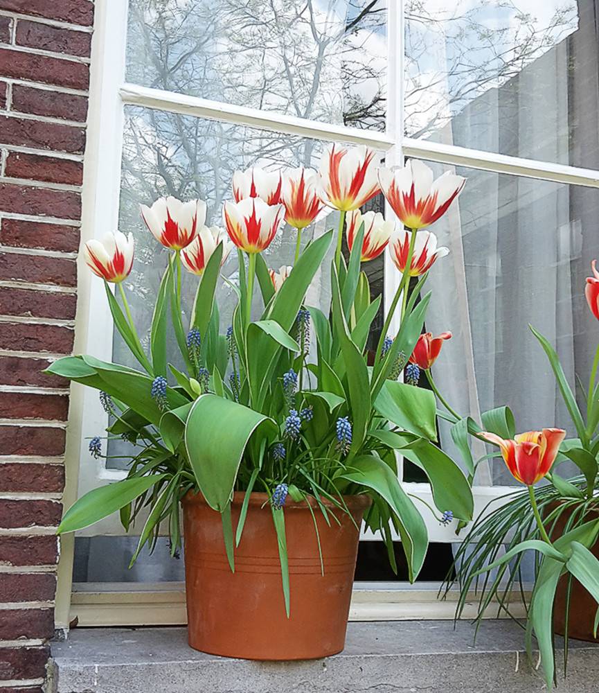 Tulip Happy Generation