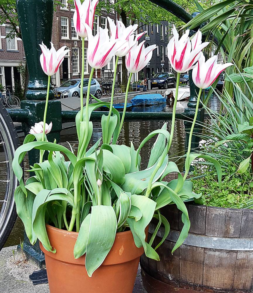 Tulip Marilyn