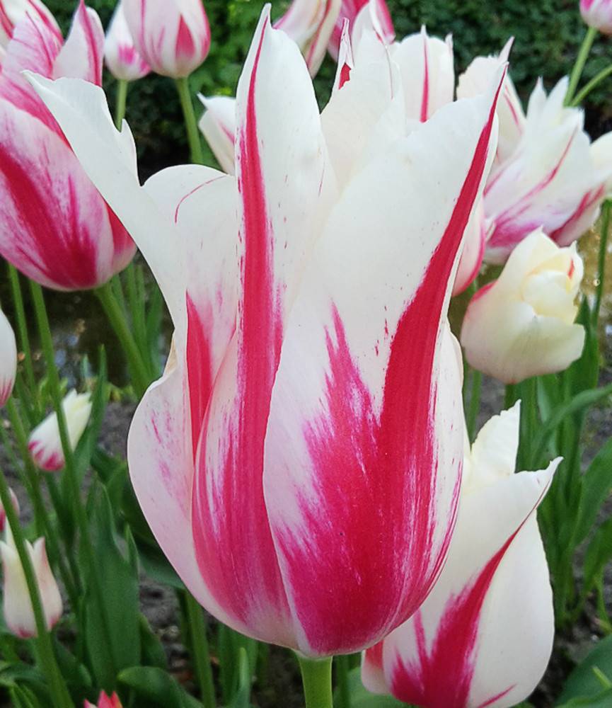 Tulip Marilyn