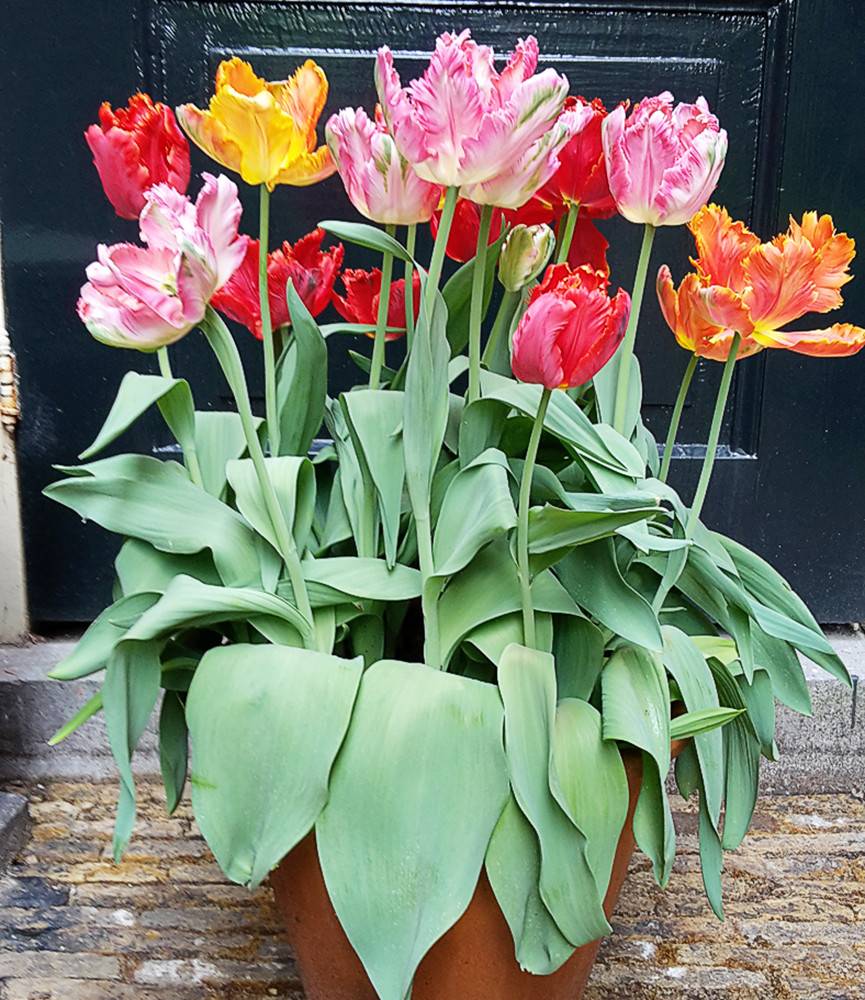 Tulip Parrot Blend