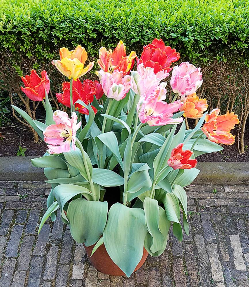 Tulip Parrot Blend