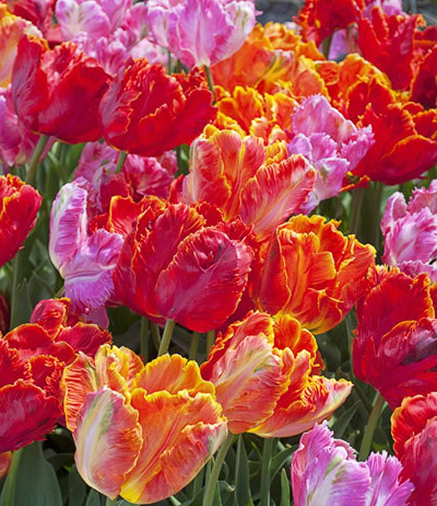 Tulip Parrot Blend