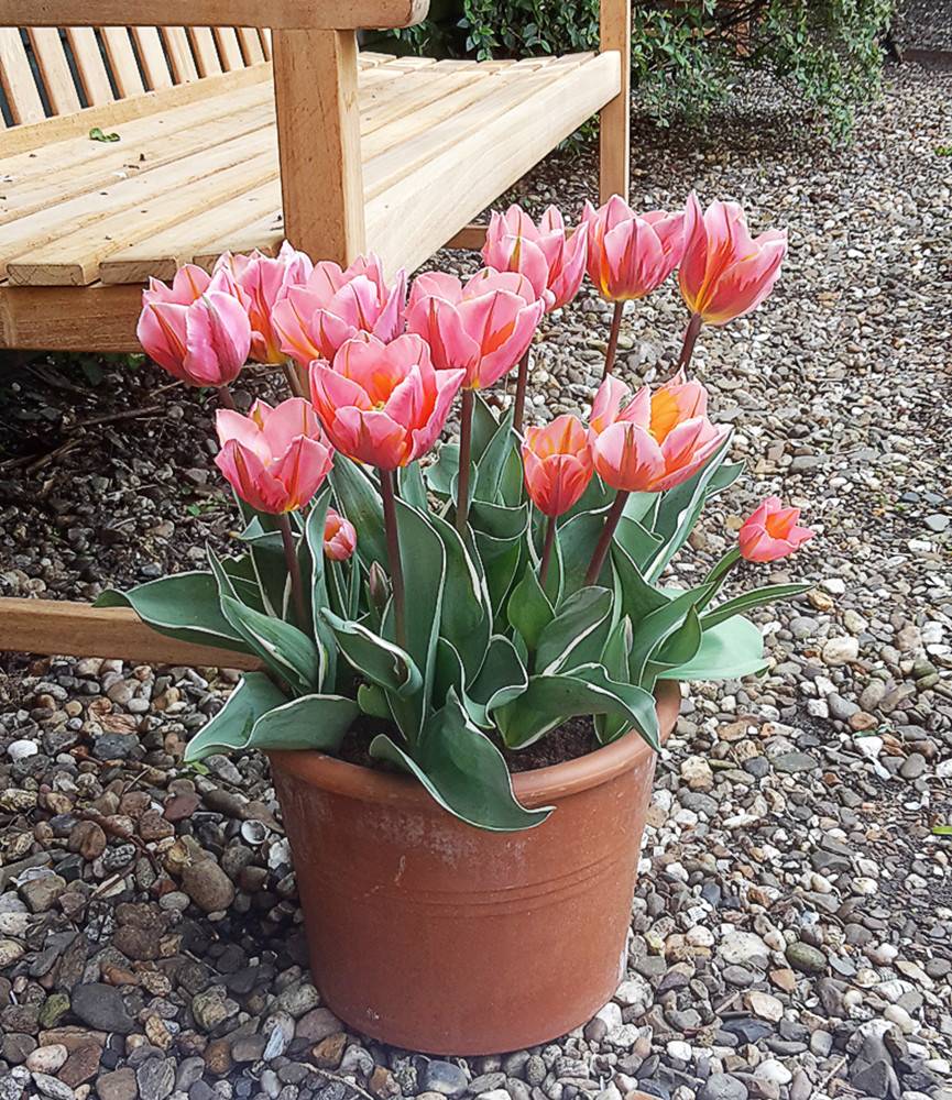 Tulip Pretty Princess