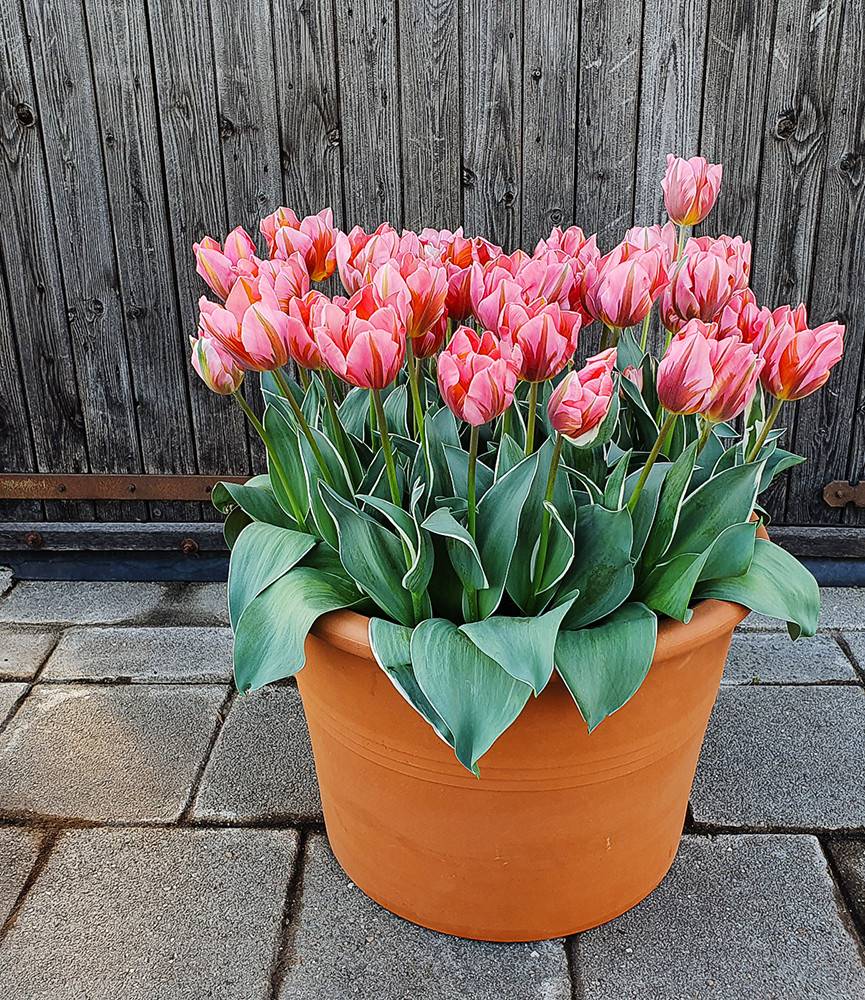 Tulip Pretty Princess