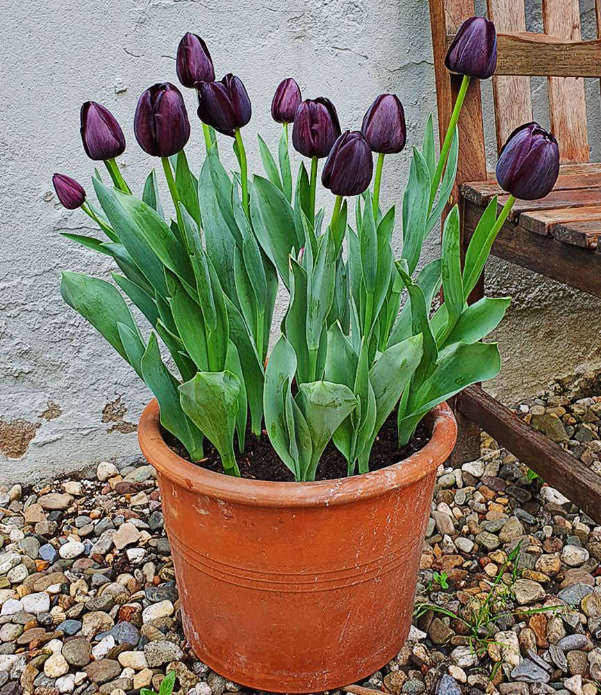 Tulip Queen of Night