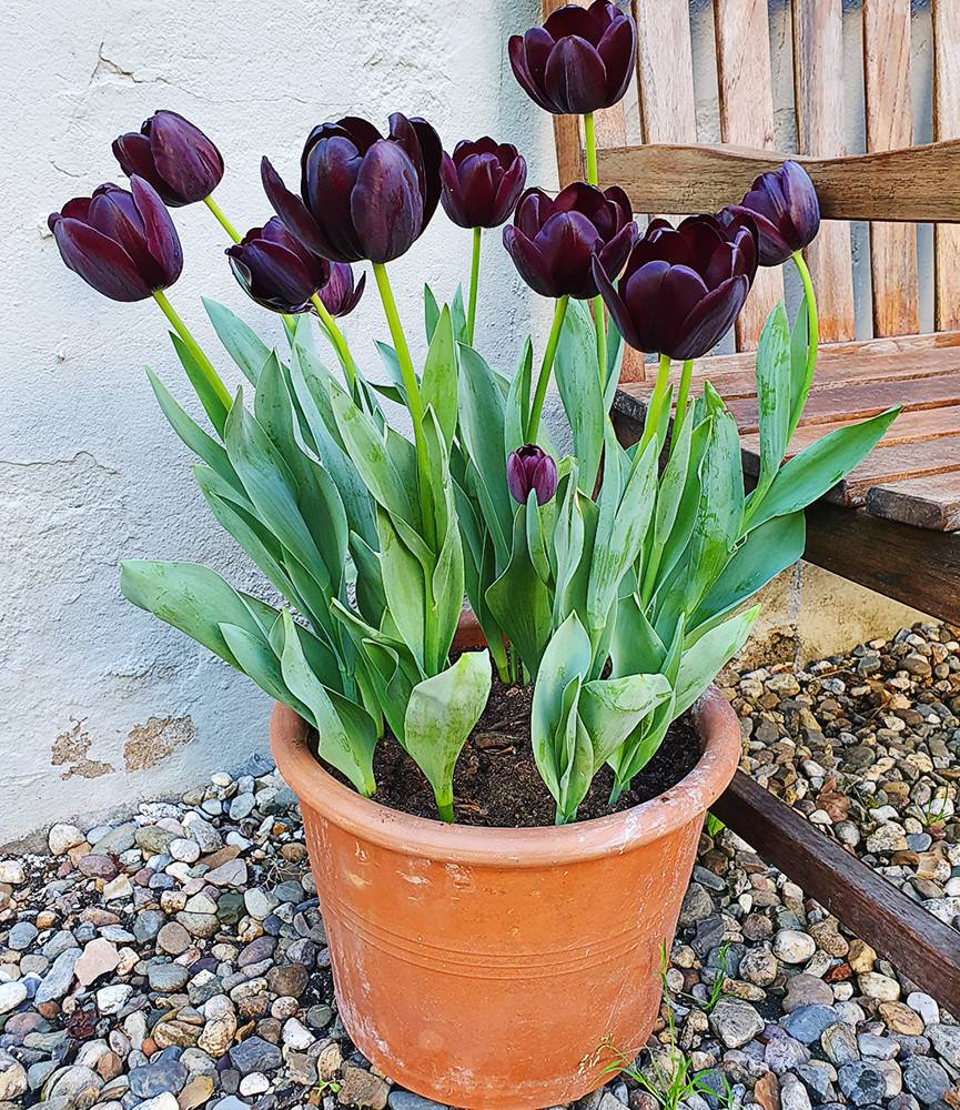 Tulip Queen of Night