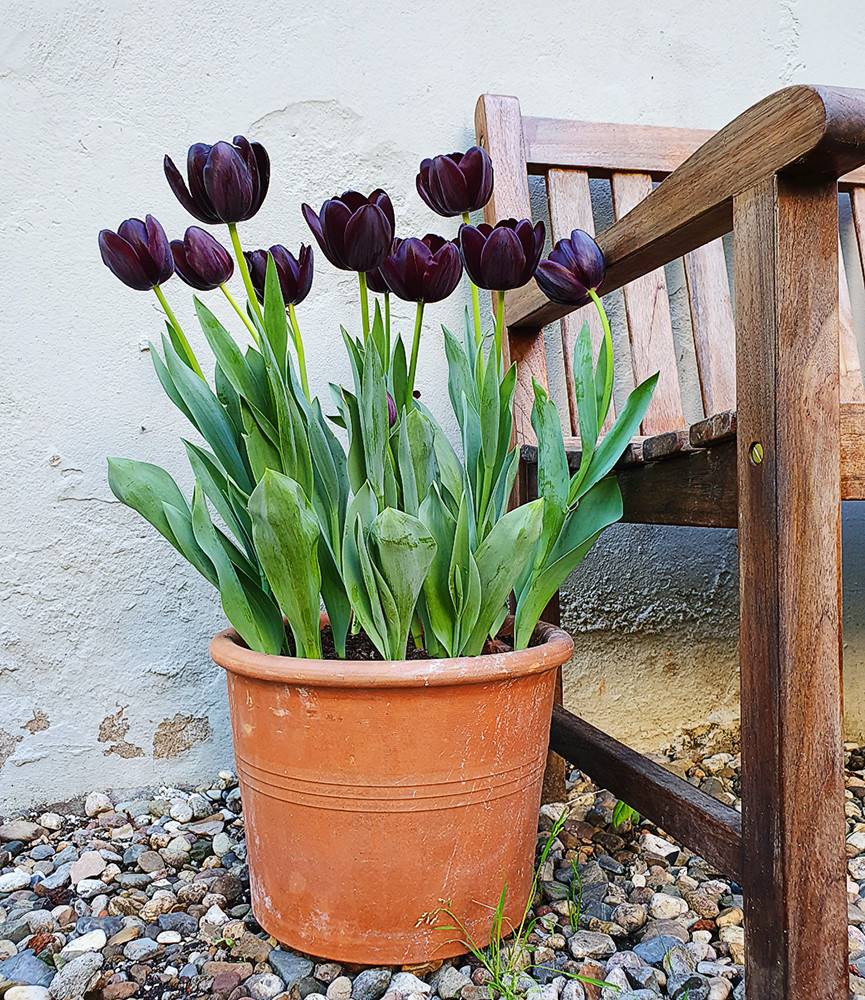 Tulip Queen of Night