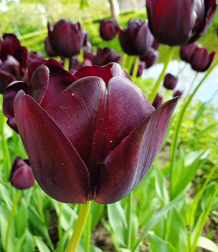 Tulip Queen of Night