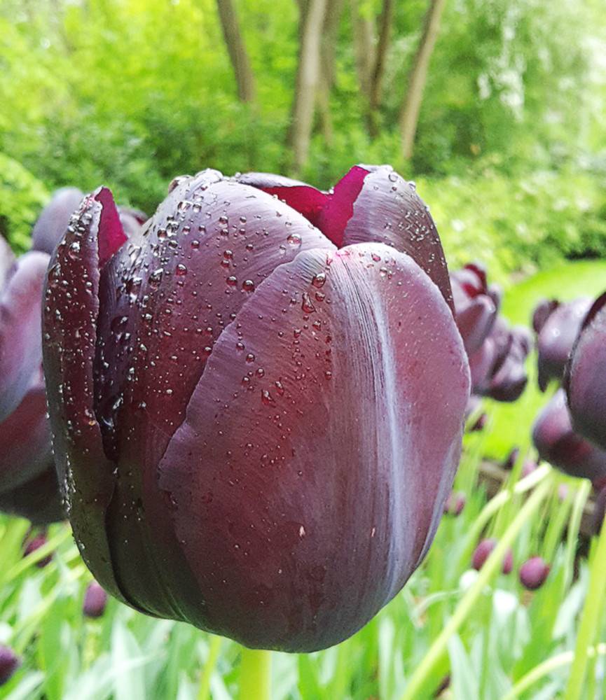 Tulip Queen of Night