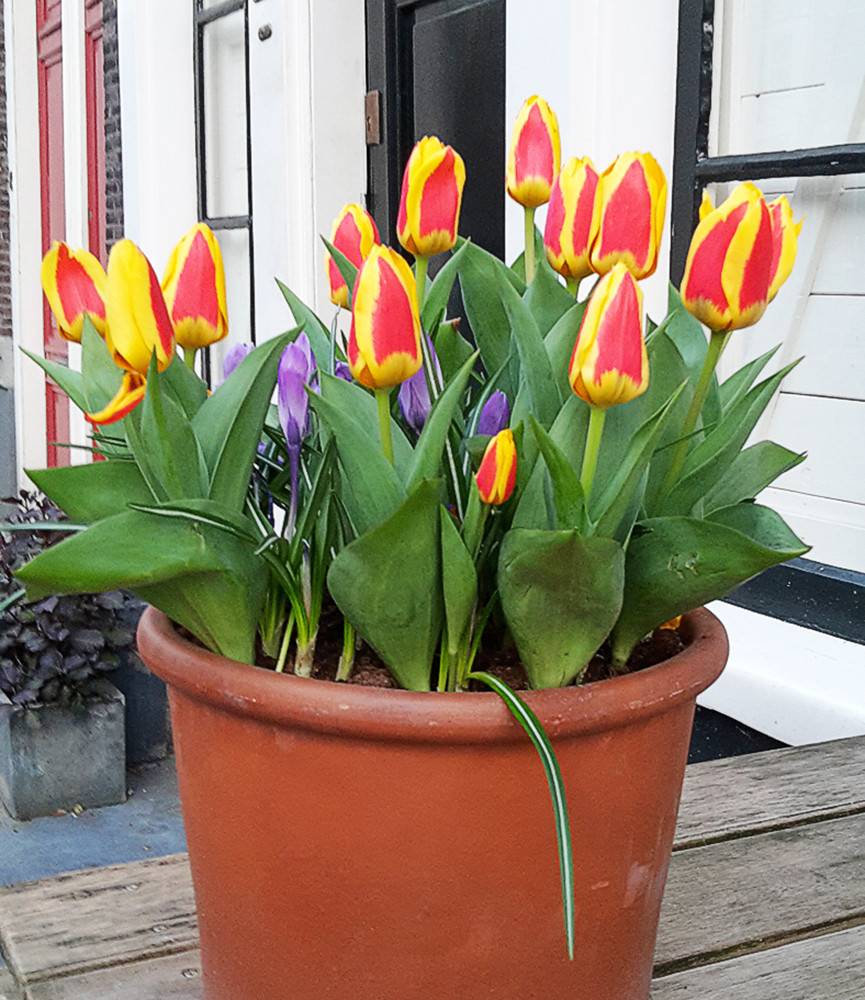 Tulip Stresa