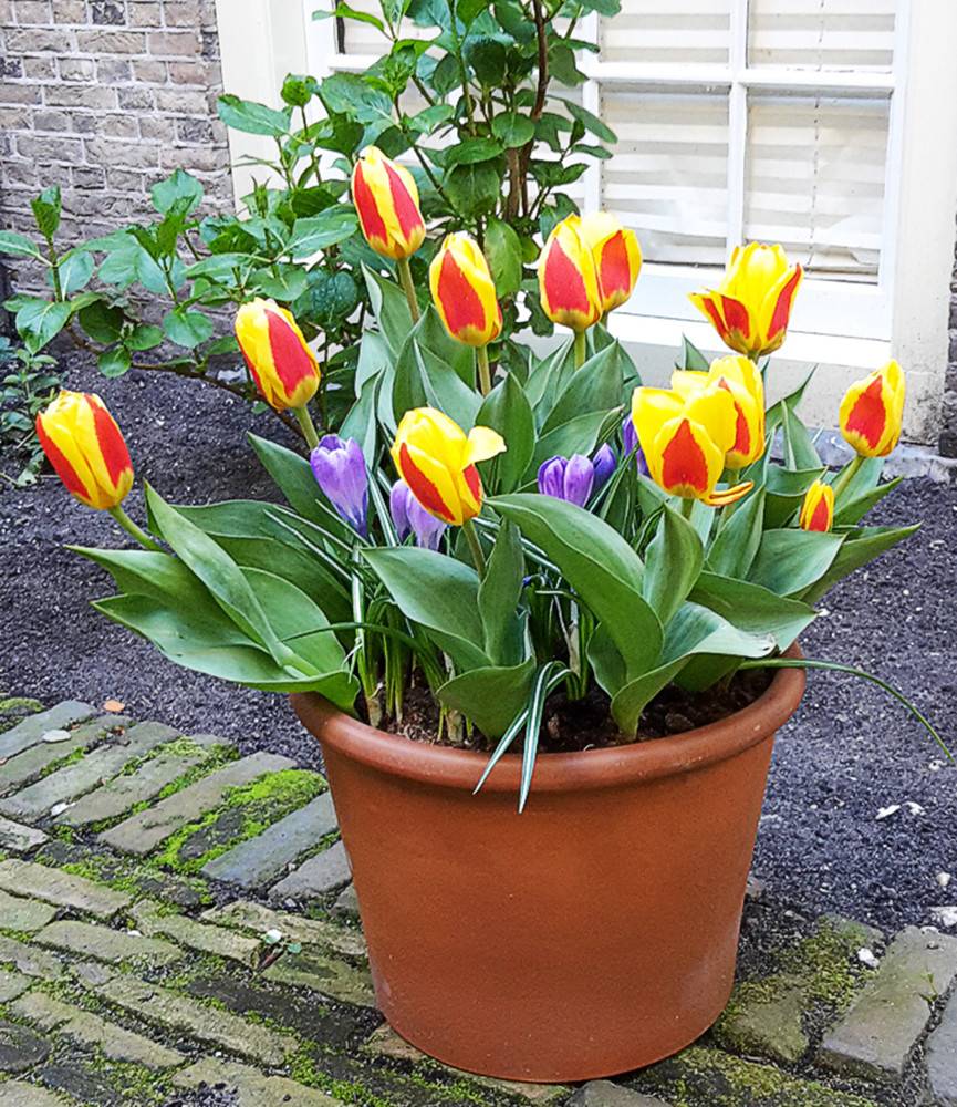 Tulip Stresa