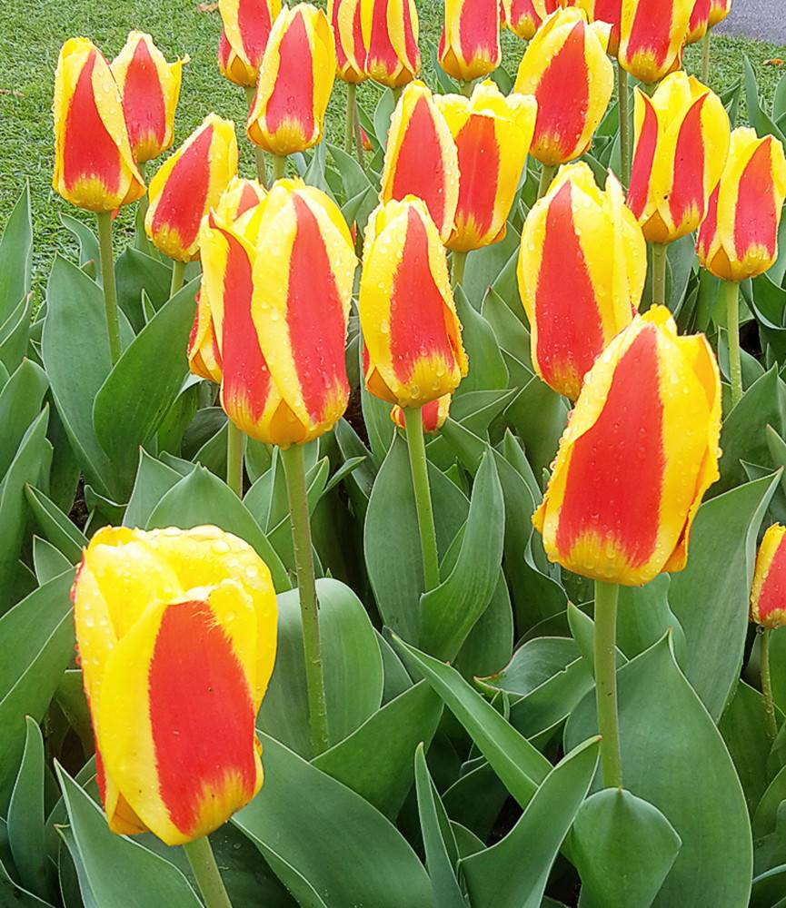 Tulip Stresa