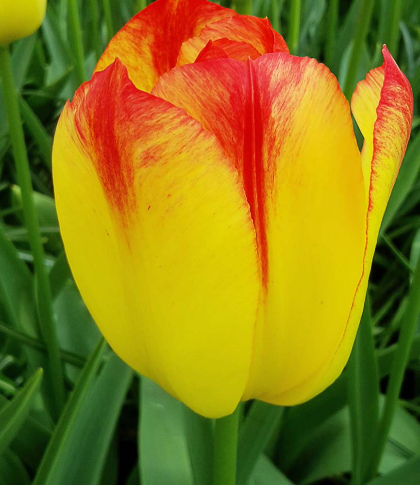 Tulip Suncatcher