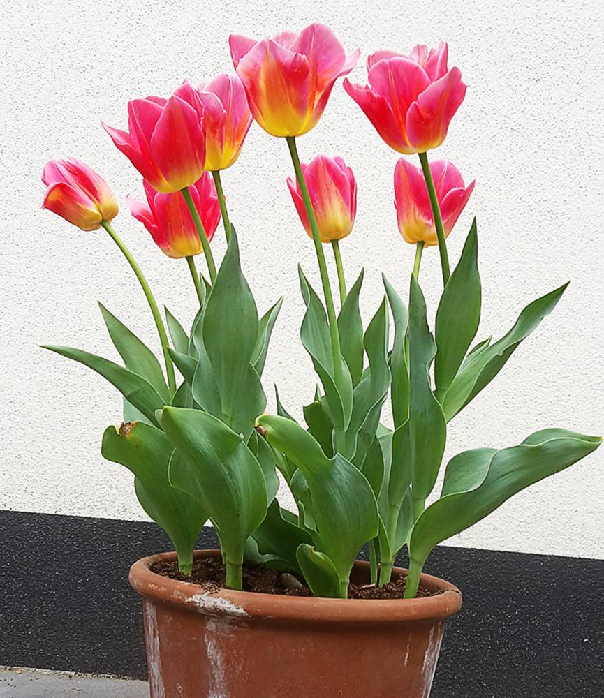 Tulip Tom Pouce