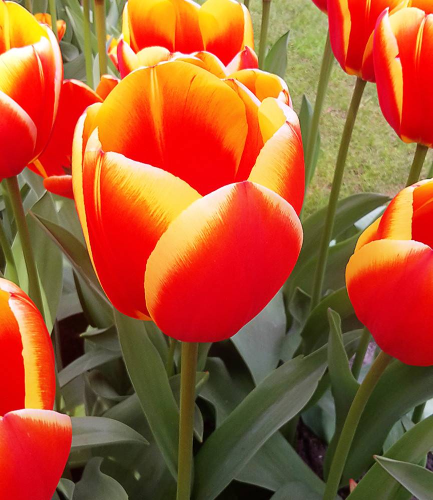 Tulip World Favourite