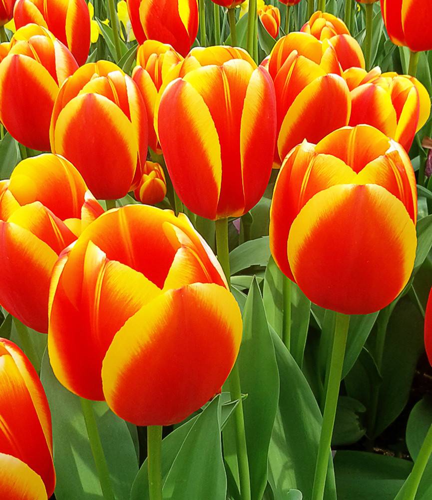 Tulip World Favourite