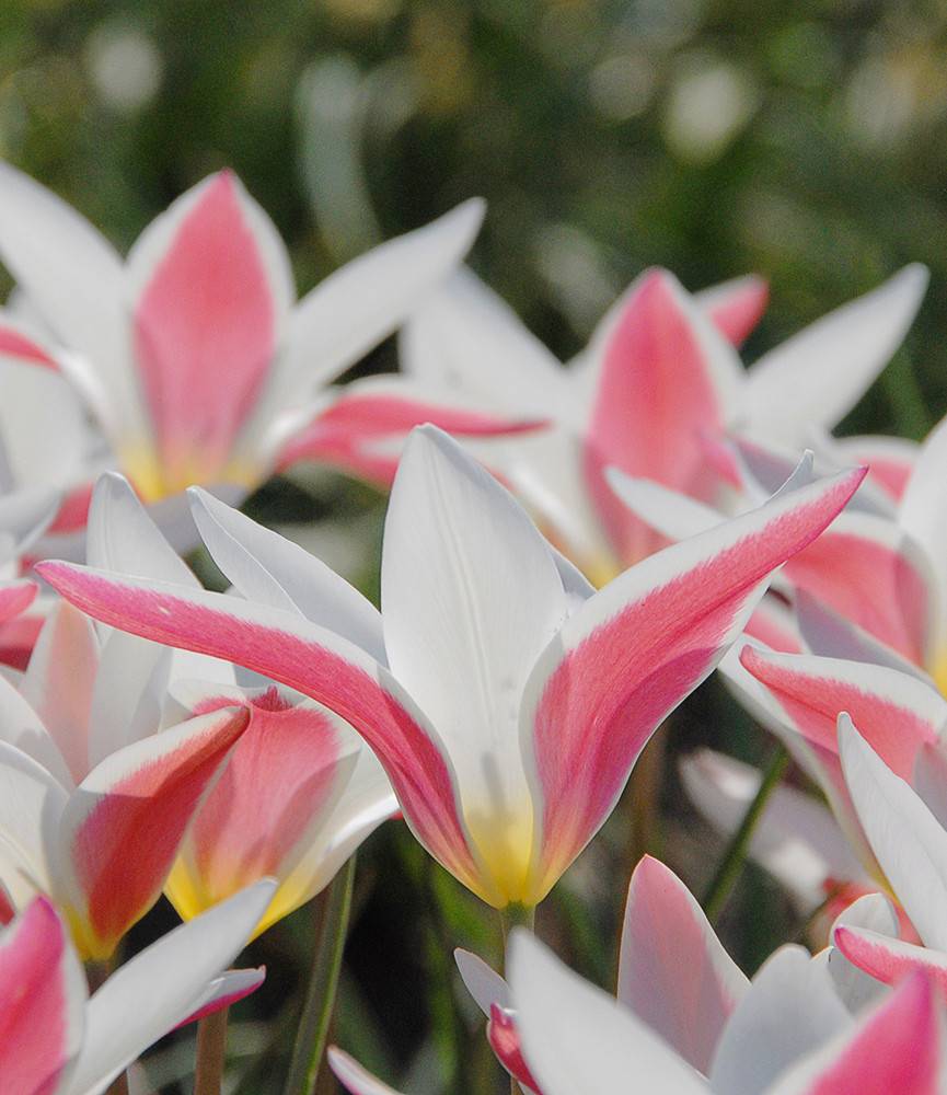 Wild Tulip clusiana Lady Jane