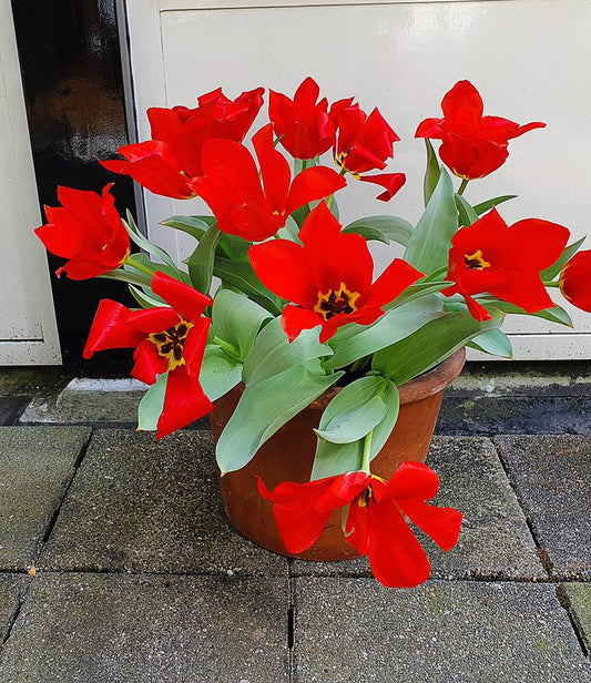 Wild Tulip eichlerie