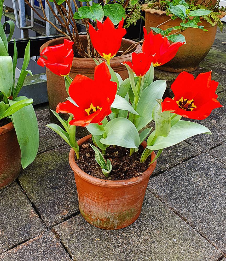 Wild Tulip eichlerie