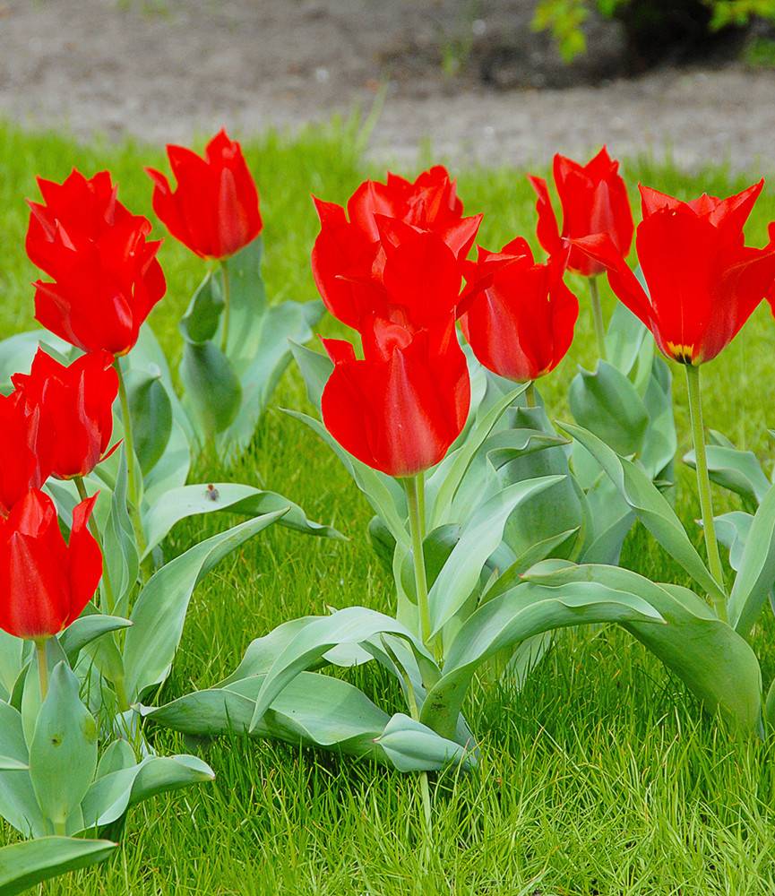 Wild Tulip eichlerie