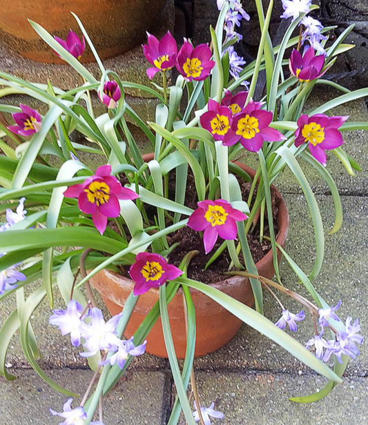 Wild Tulip humilis violacea yellow base