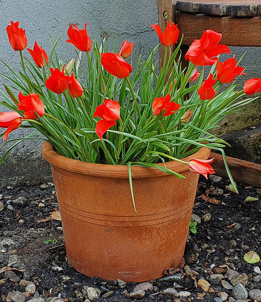 Wild Tulip linifolia