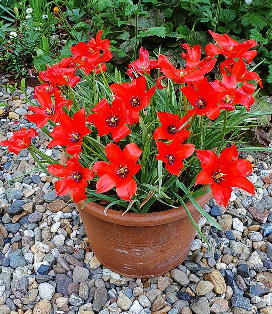 Wild Tulip linifolia