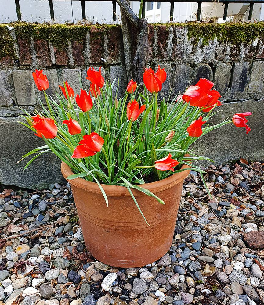 Wild Tulip linifolia