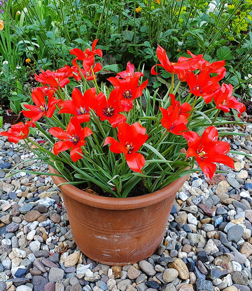 Wild Tulip linifolia