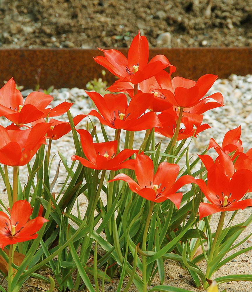 Wild Tulip linifolia