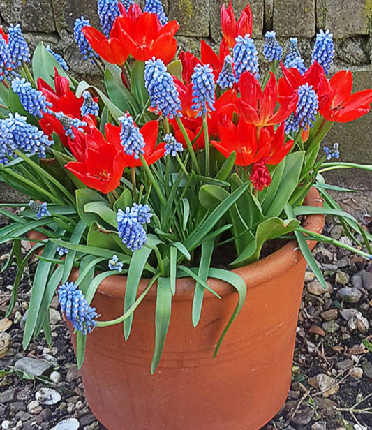 Wild Tulip preastans fusilier + Muscari Blue Magic