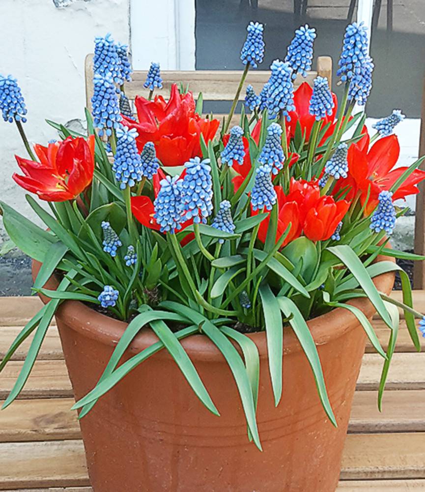 Wild Tulip preastans fusilier + Muscari Blue Magic