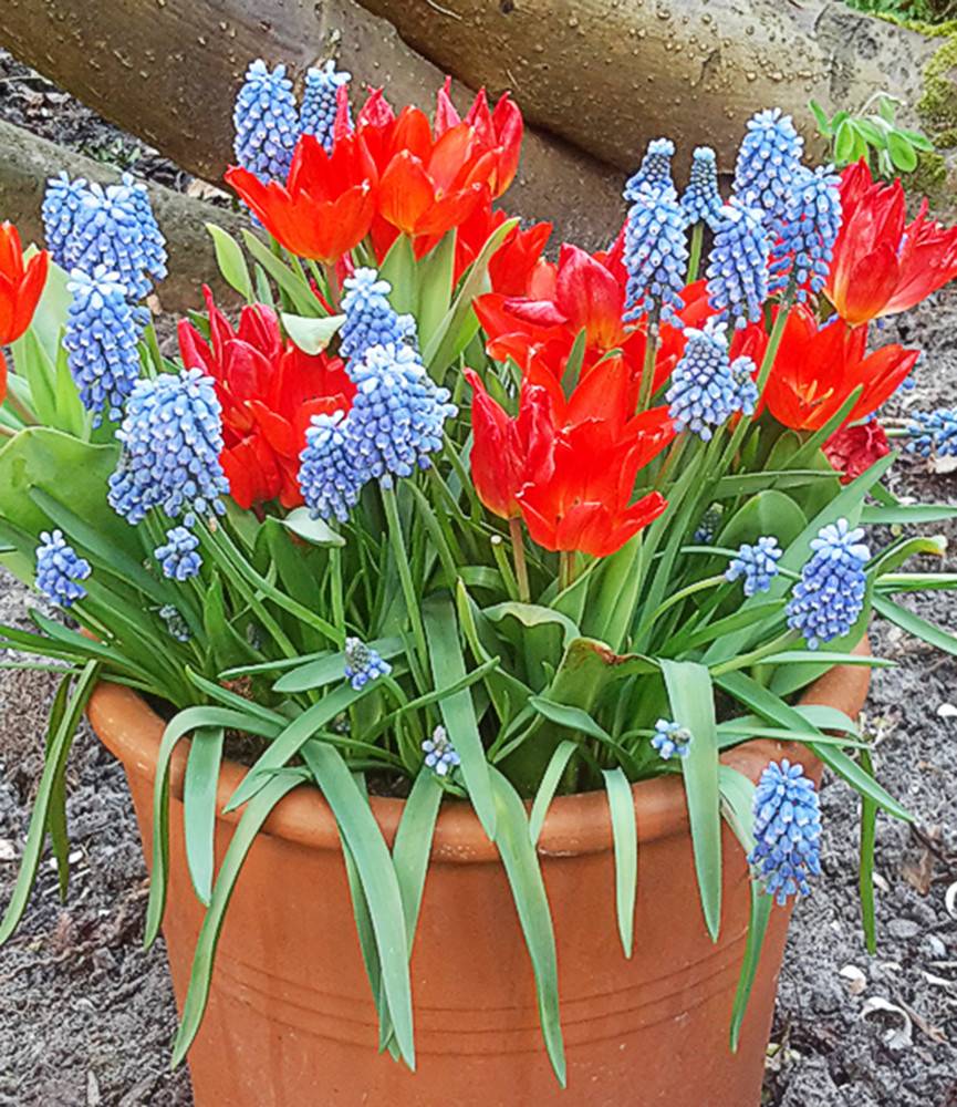 Wild Tulip preastans fusilier + Muscari Blue Magic