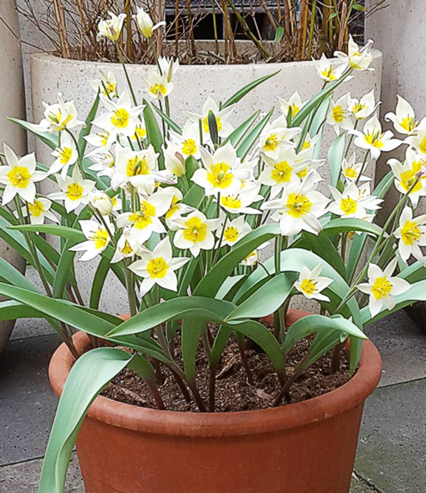 Wild Tulip turkestanica