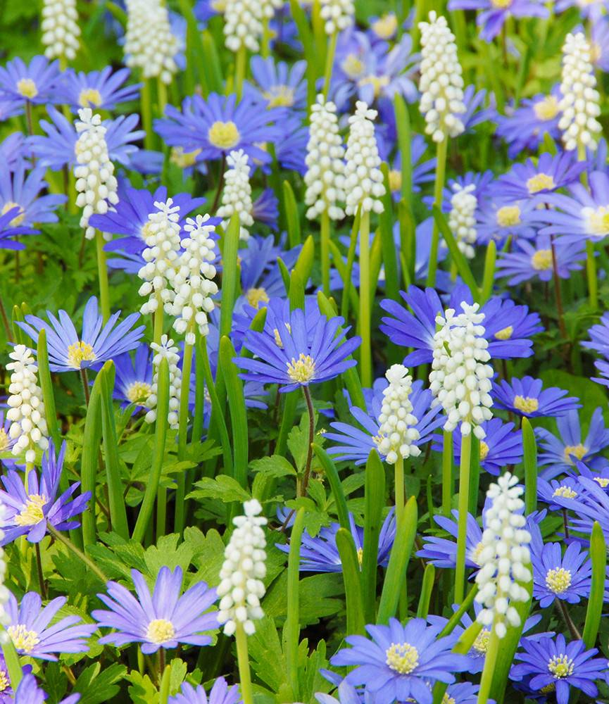 Anemone blanda Blue +  Muscari botryoides album