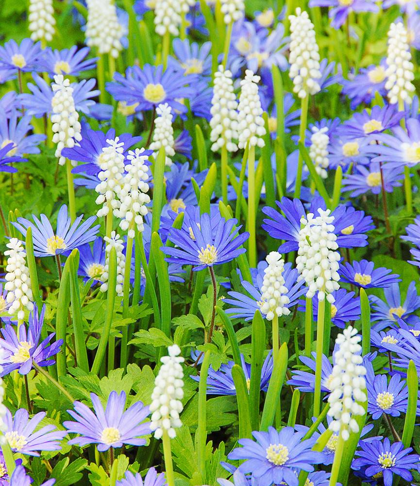 Anemone blanda Blue +  Muscari botryoides album