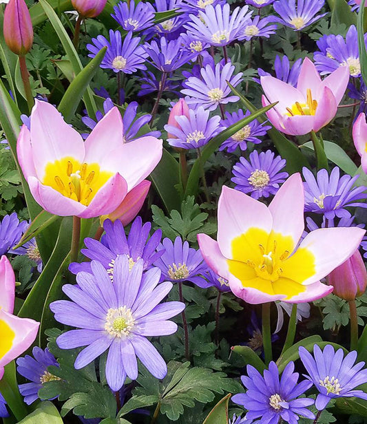 Anemone blanda Blue + Wild Tulip bakari Lilac Wonder