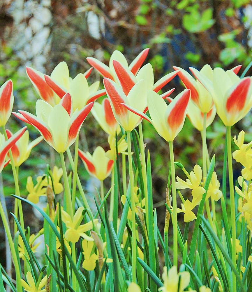 Wild Tulip Tinka + Narcissus Hawera