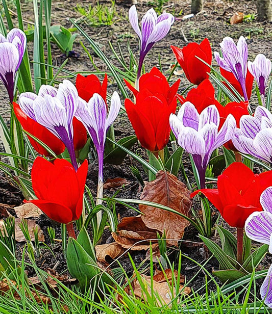 Tulip Showwinner + Crocus Pickwick